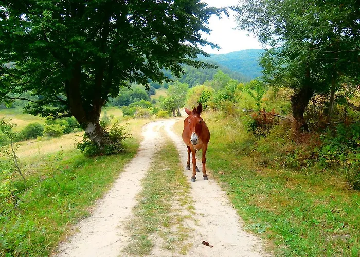 Mitnitsa And Tkzs Biliantsi Hotell